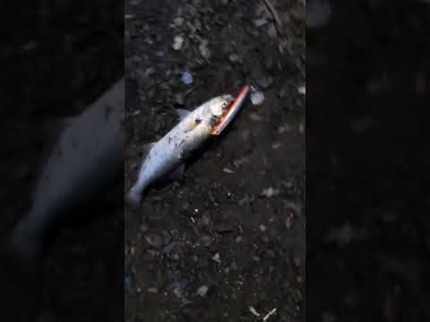 Full Fish FF