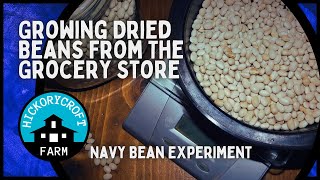 Growing Dried Beans From The Grocery Store | Navy Bean Experiment
