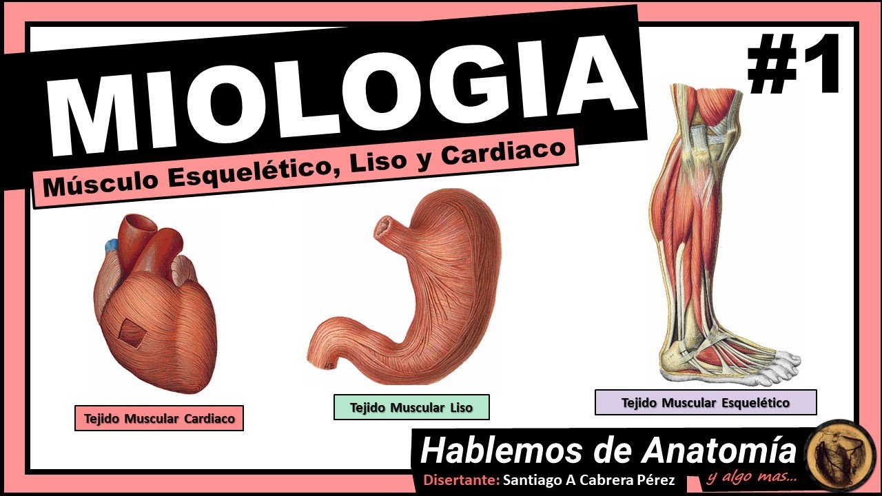 🔴👉 MIOLOGIA 🟩 TIPOS DE MUSCULOS 🟪Hablemos de Anatomía y Algo Mas...