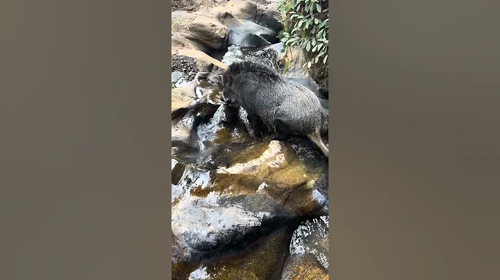 Amazing Wild Boar Sliding 🐗 #warthog #boar #hog #viral #animal #wildpig #wildboar #wildlife