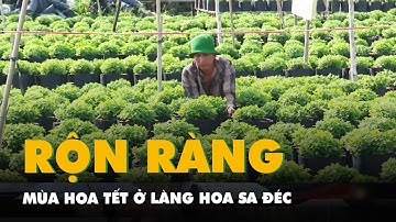 Rộn ràng mùa hoa Tết ở Làng hoa Sa Đéc