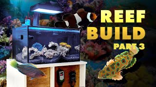 Nuvo 20 Reef Tank Build: The Fish & Corals