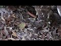Vultures Eat a Huge Turtle!!! Primitive Tim : AnimalBytesTV