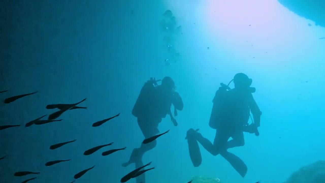 Shark Dive Candidasa