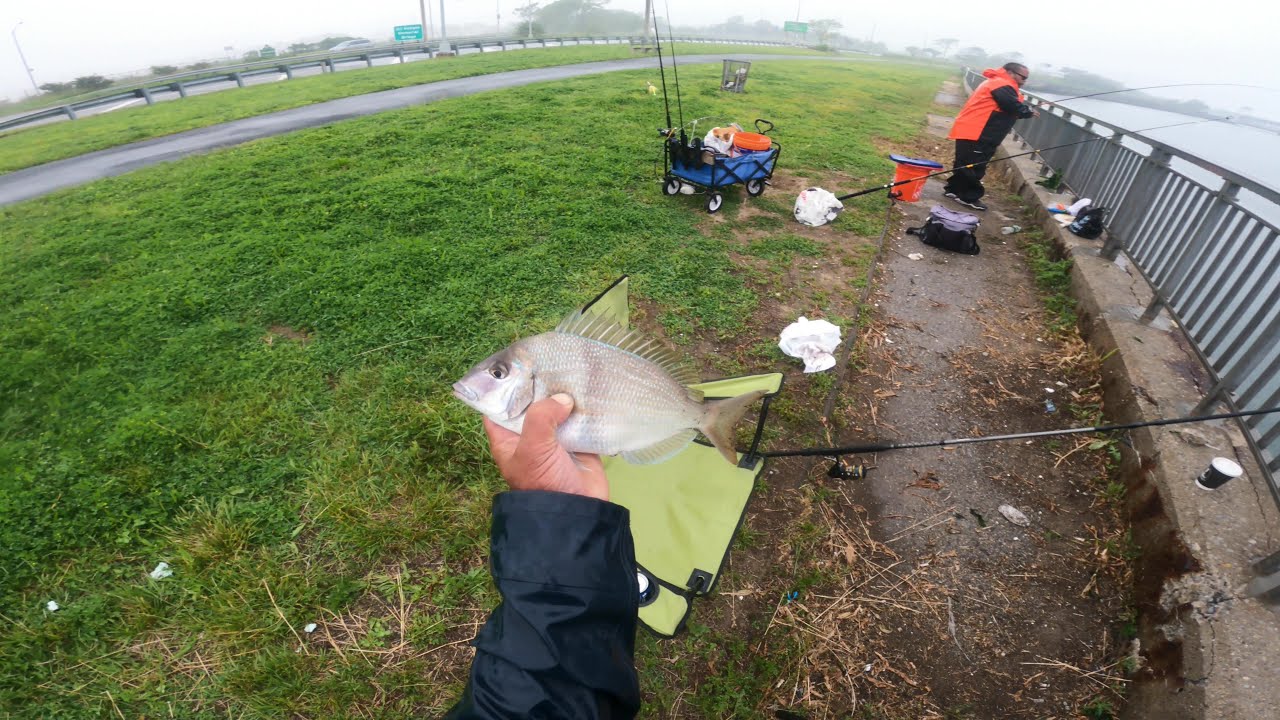 Porgy fishing Far Rockaway NYC 6/07/2025