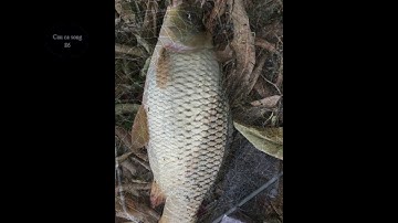 Kỹ thuật, kinh nghiệm và cách chọn địa điểm câu cá chép đạt hiệu quả cao nhất | Caucasong86