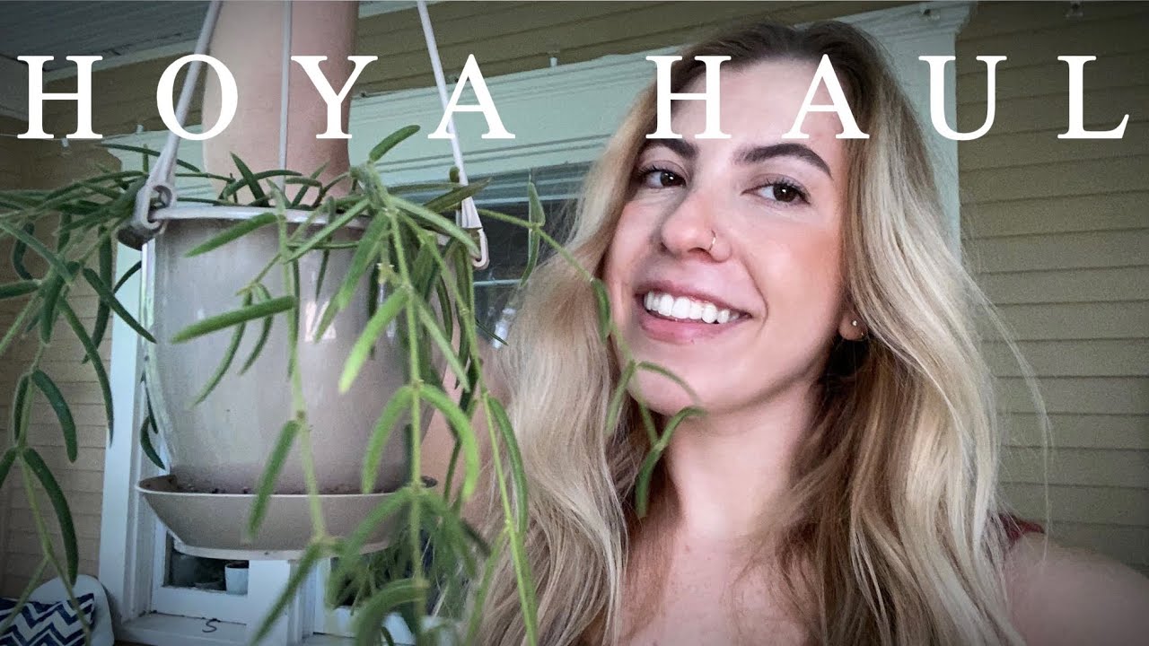 Huge Hoya haul | all the Hoya I’ve gotten this year | rare and common ...
