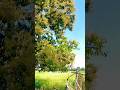 🌳🥭👍 फाल्गुन का आम का मोजर #trending #reels #youtubeshorts #aam #video #viralvideo ￼#￼nature #gaon