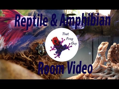 snake oil Reptile & Amphibian Room Tour - September 2018