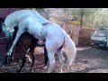 Horse mating, Cruzamento de cavalo Sete-Sois e I-Estrela Al-Maisan.