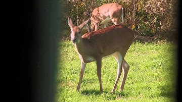 Food Plots: A Breakdown Between Annuals and Perrennials