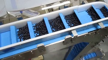 Z-Incline Vertical Flight Conveyor for Fresh Foods
