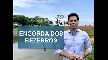 Como tratar bezerro fraco?