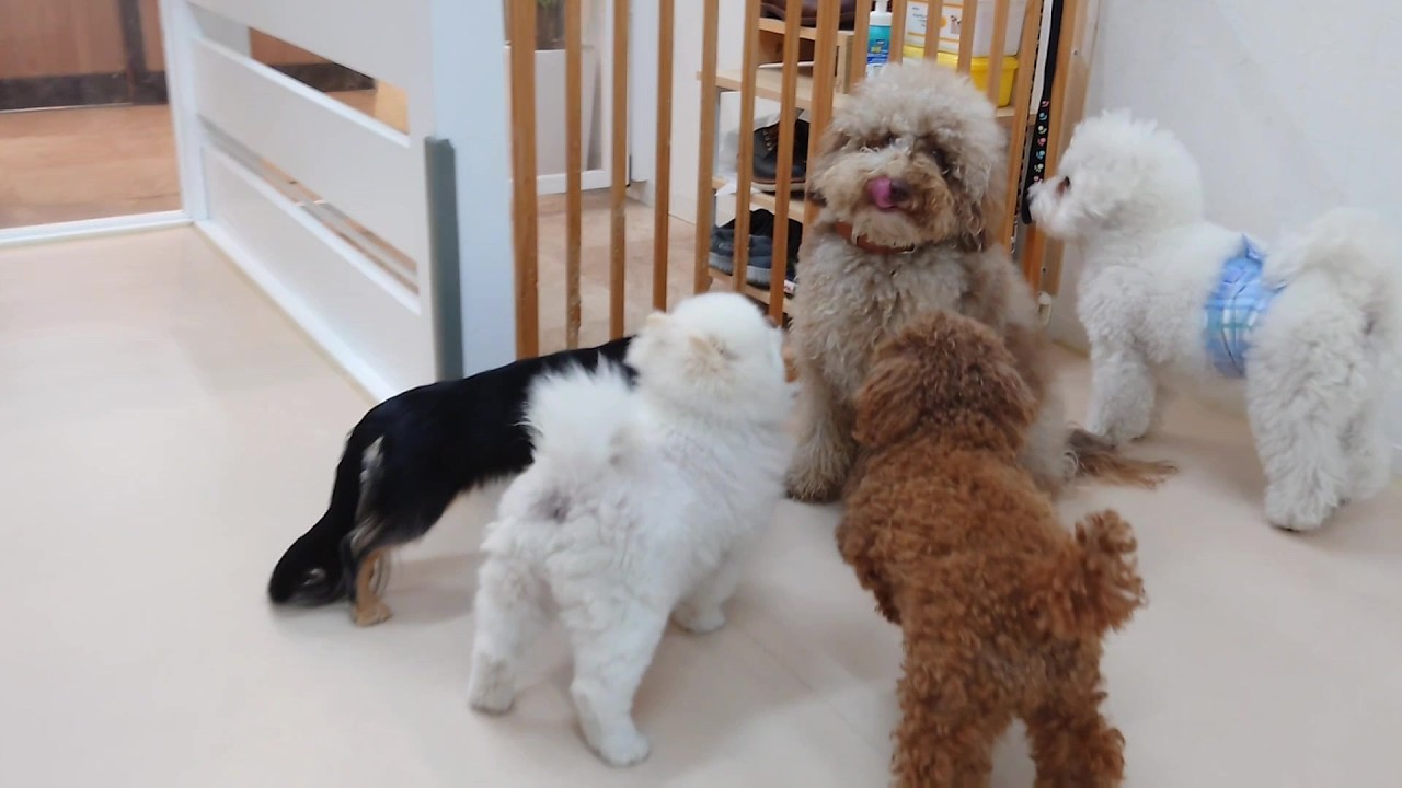 囲まれる新人ミニチュアプードル　🐶ひみつきちなう！②🐶  2026年2月25日