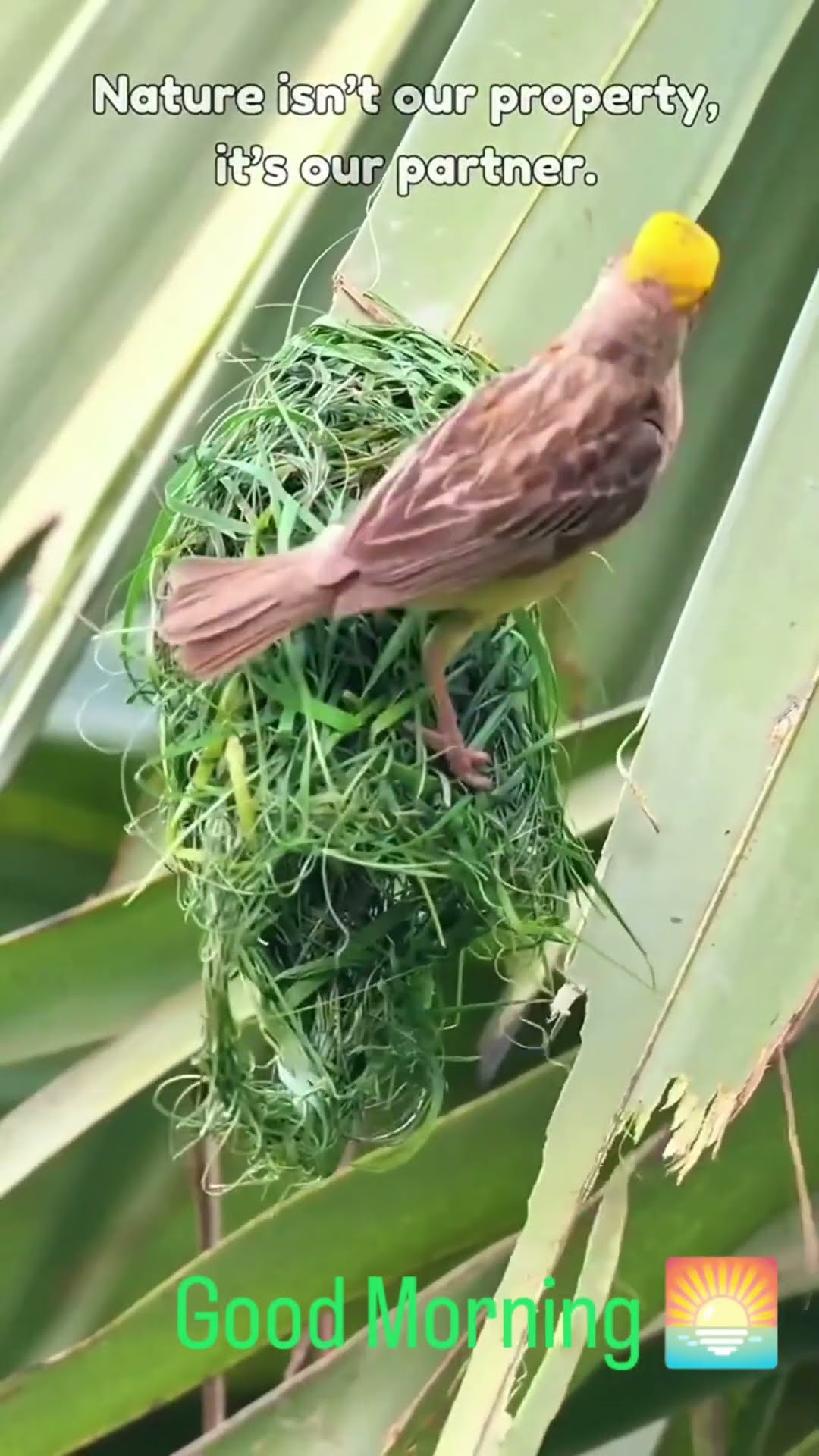 🌞Good Morning Status - ShareChat