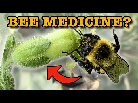 How Insects Feed Do Plants Benefit From Insects That Prey On Nectar
