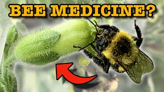Nectar Nirvana: Gardening For The Bees