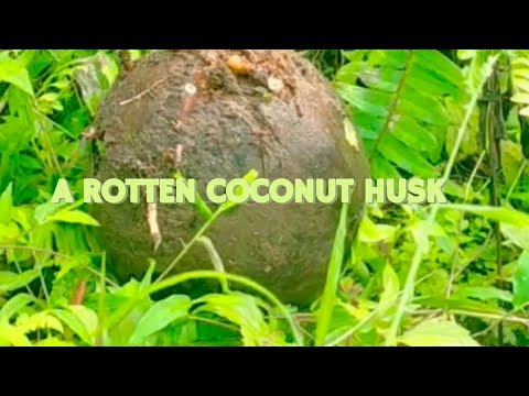 A ROTTEN COCONUT HUSK #plants #fruit #coconut #satisfying #asmr