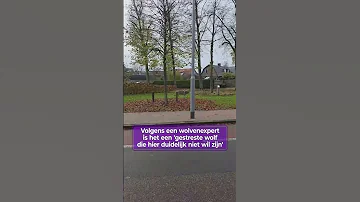 WOLF duikt op in dorp: 'What the F*ck ouwe.'