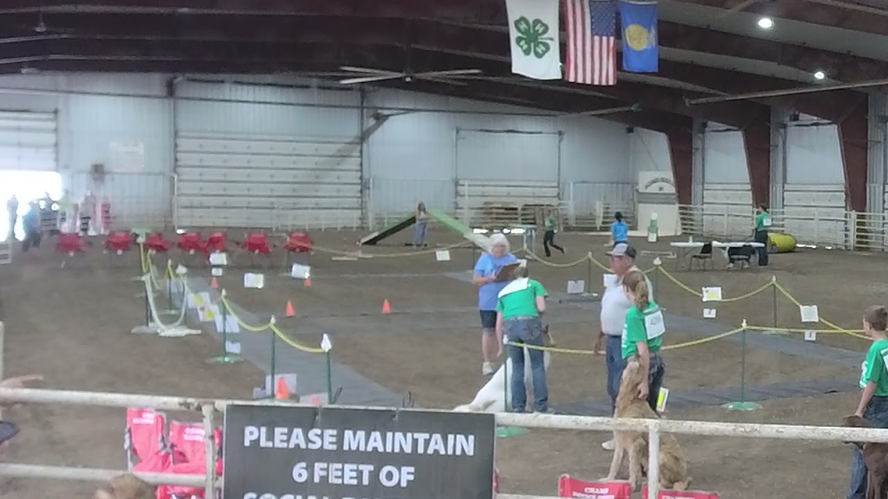 4-H Dog Show