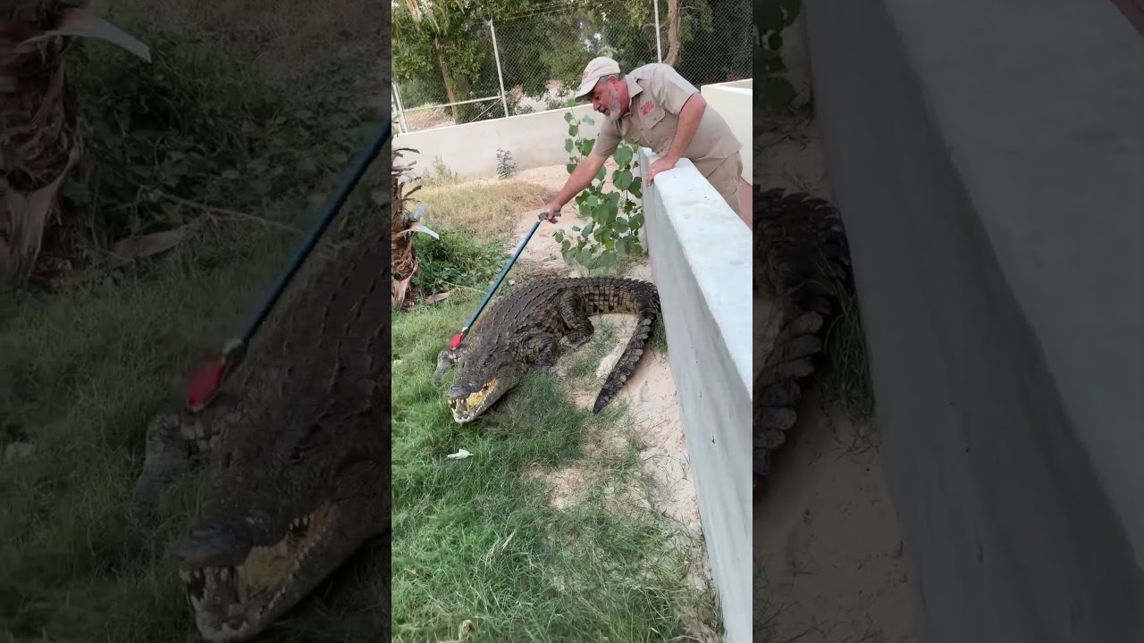 Got a vicious crocodile 🐊 that just got out!