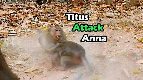 Find Real Reason Why King Titus Attack Anna | Titu...