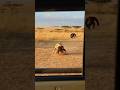 Baby Gorilla in Danger Mom’s Heroic Uppercut Saves Her아기 고릴라 위험엄마의 용감한 어퍼컷! 赤ちゃんゴリラ危機母ゴリラの勇敢なアッパーカット
