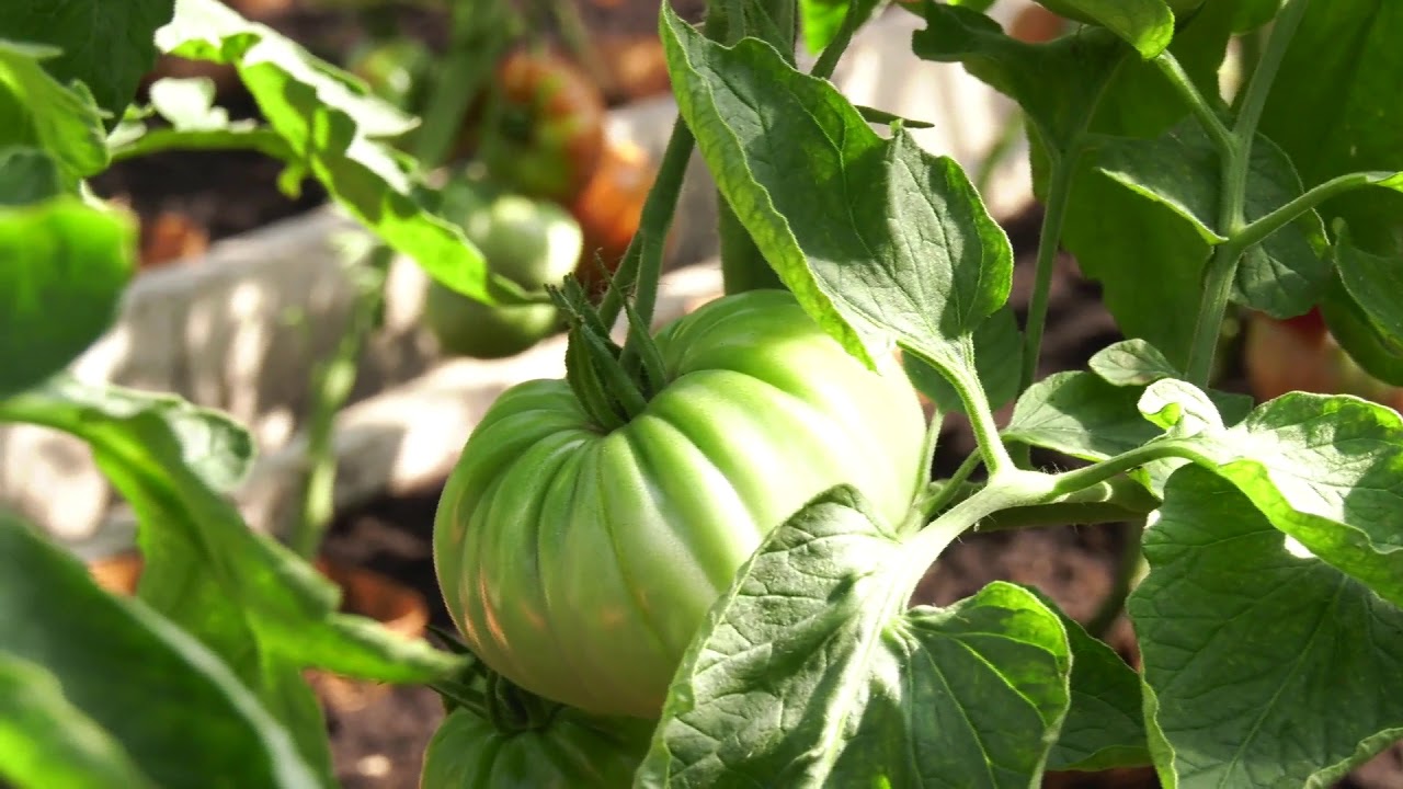 Bandymų stotis: mėsingi pomidorai | Augink lengviau!