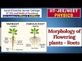 Morphology of Flowering Plants | Best NEET coaching in Vijayawada | Sarat Chandra Medical Academy
