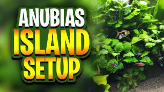 The Easiest Way To Create An Anubias Island In Your Planted Aquarium!