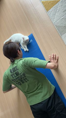 猫監督 #猫のいる暮らし #ちとせ #cat #保護猫