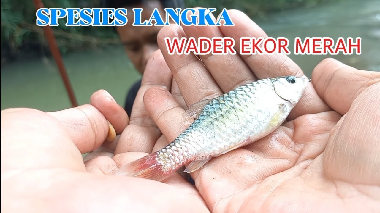 SPOT ISTIMEWA! DISAMBAR IKAN WADER LANGKA ...