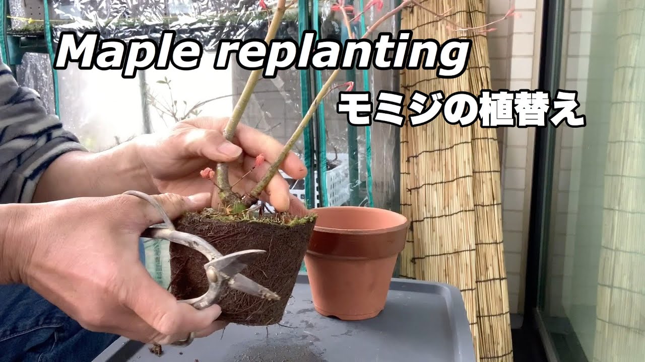 モミジ　ポット入り モミジの植替え/Maple replanting - YouTube