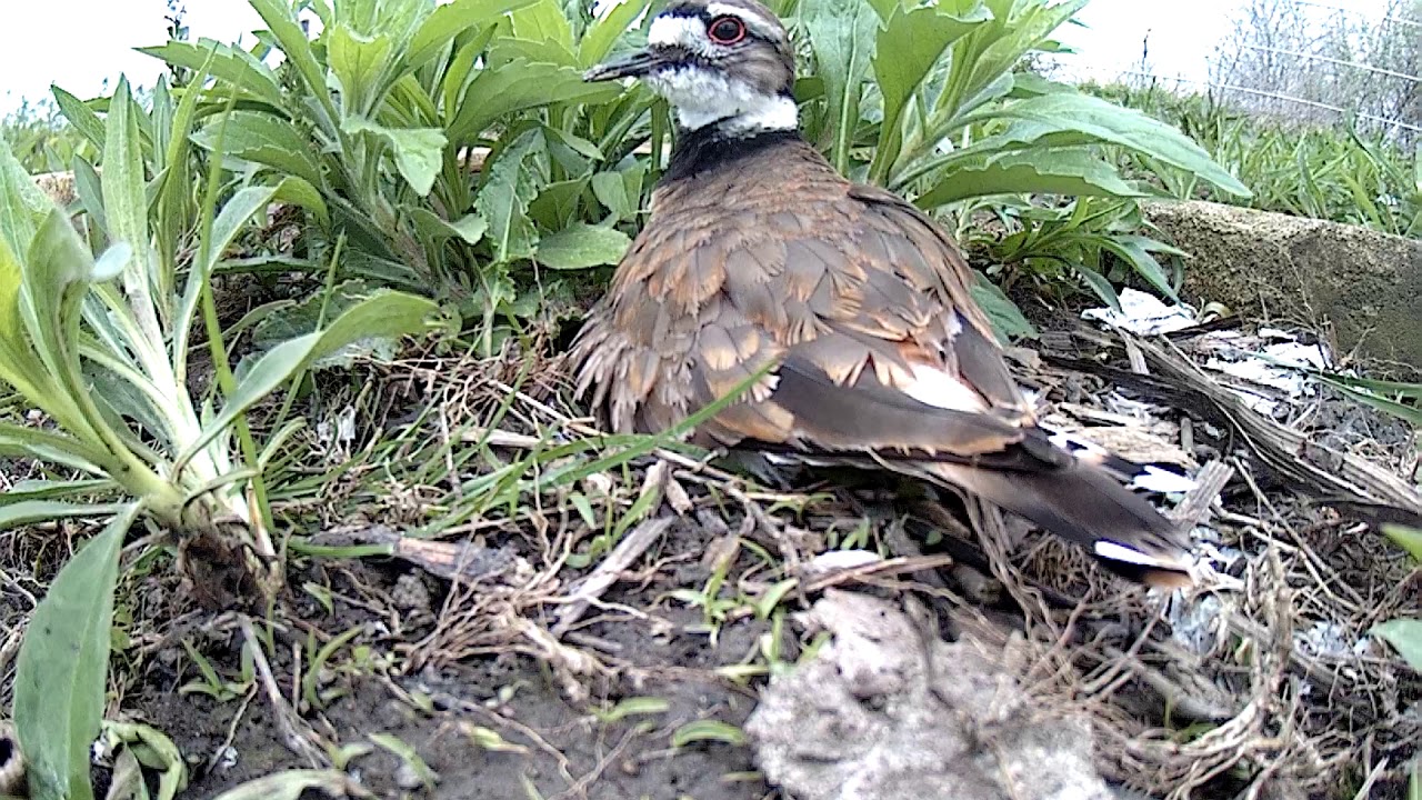 May 14/20 Killdeer Nest Day 21 YouTube