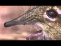 elephant shrew sings queen