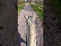 How cool is her shadow 🐎