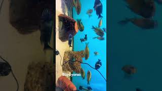 Tropheus Murago Yellow - Duboisi Maswa #fish #aquarium #tropheus #shorts