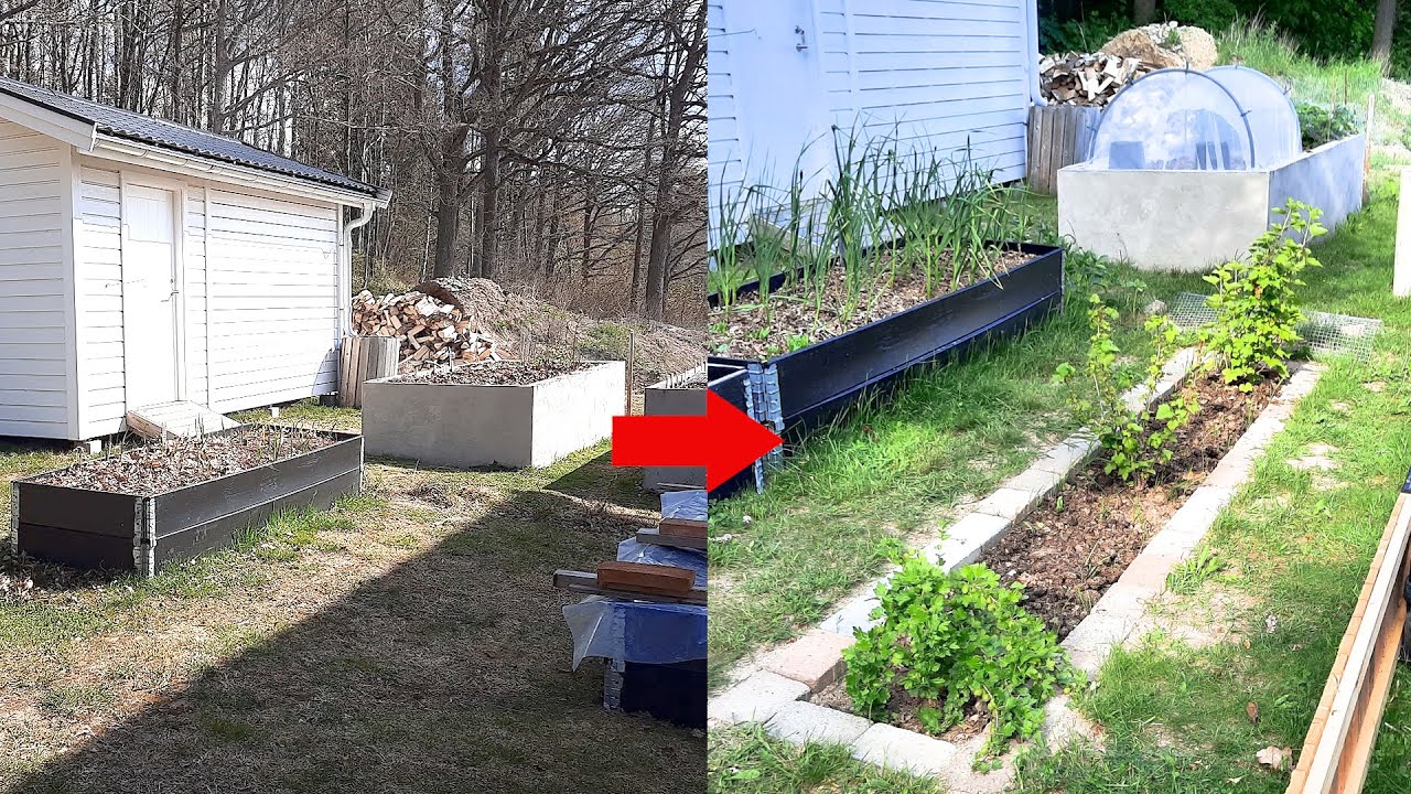 Planterar krusbär, vinbär, sår spagettisquash och vintersquash och gör rabatt av återbrukade stenar