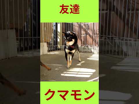 名犬豆ちゃん はミニピン #柴犬 #可愛い＃豆柴＃ミニチュアピンシャー