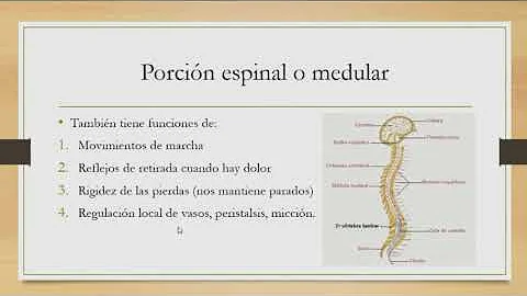 ¿Cuál es la anatomía del sistema nervioso central?