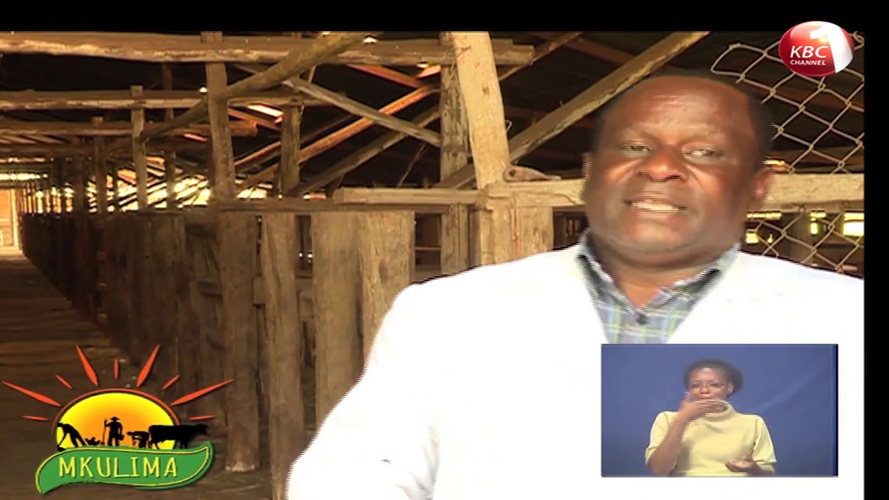 Mkulima: Jinsi ya kutunza ng'ombe wa maziwa