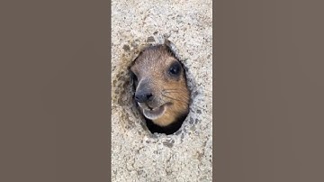 A PSA From Henry: Public Screaming Announcement 😡🤯