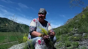 ПОДМАРЕННИК НАСТОЯЩИЙ (Медовик) || Полезные свойства и применение