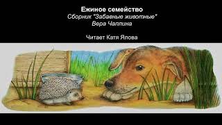 Ежиное семейство | Вера Чаплина | Читает Катя Ялова | Аудиокнига