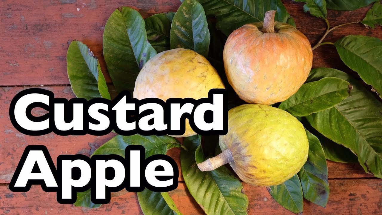 All About Custard Apple YouTube