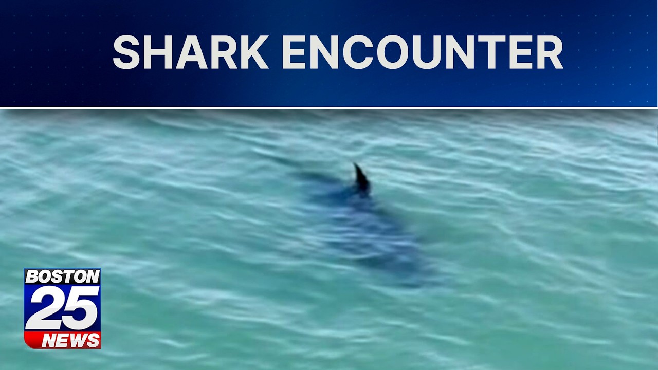 Boston fisherman's terrifying close encounter with possible great