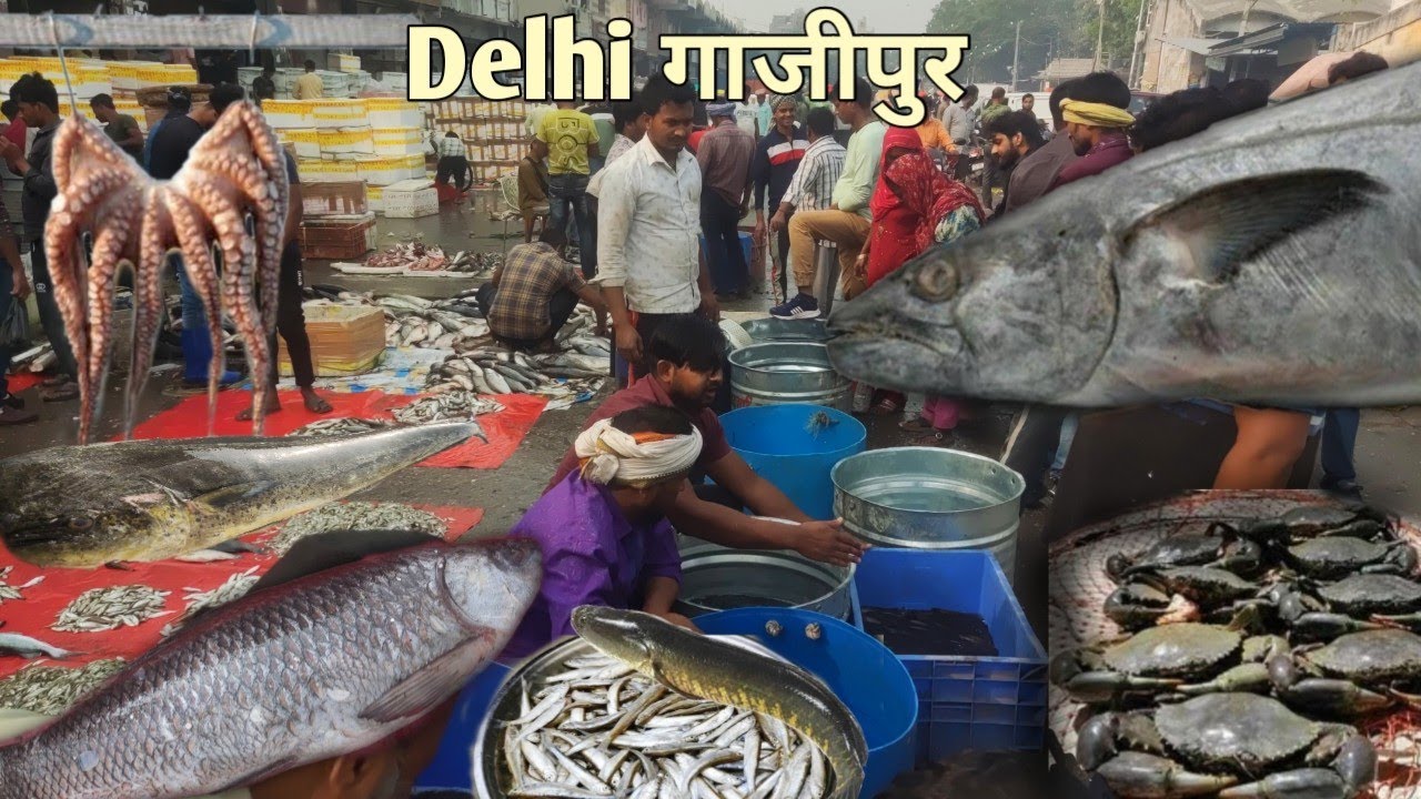 गाजीपुर मछली मंडी 2026 | Gazipur fish market in Delhi