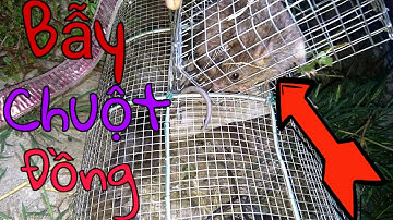 Cách bẫy Chuột Đơn Giản Mà Hiệu Quả Rất Cao phần 1 //Thăm bẫy đêm // Hocvlog