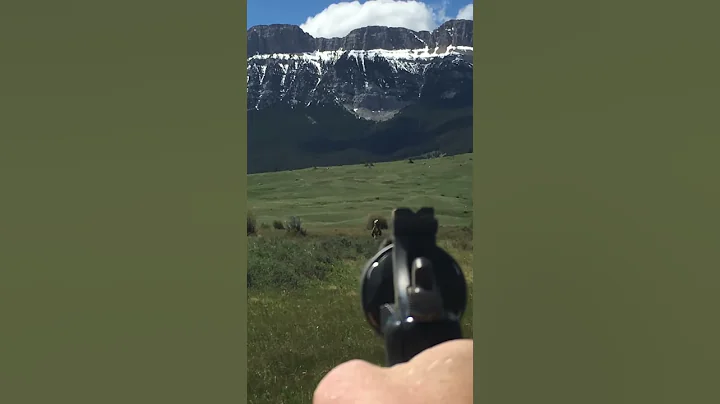 Grizzly bear leaves in Jesus Name