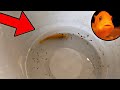 My Fish Had BABIES!!! *UNEXPECTED*